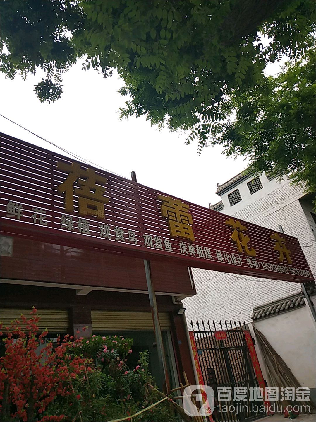 蓓蕾花卉