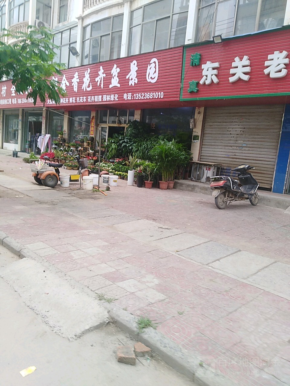 沈丘县槐店回族镇郁金香花卉盆景园