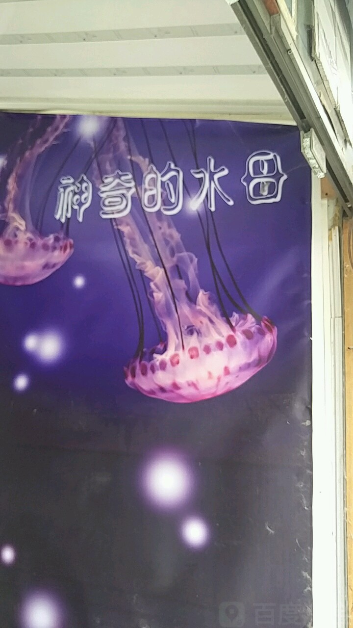 神奇的水母