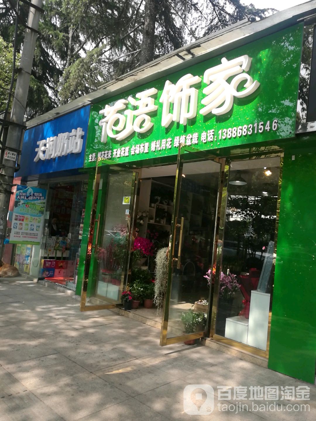花语饰家绿植