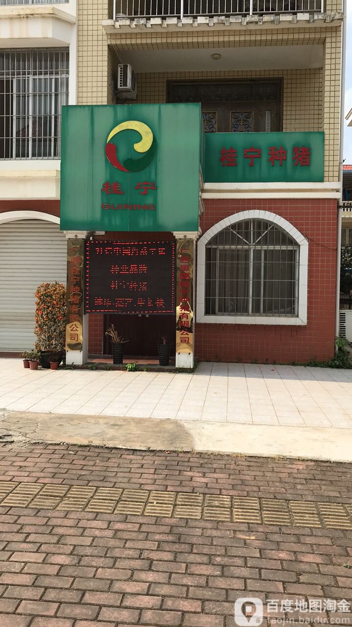 桂宁种猪