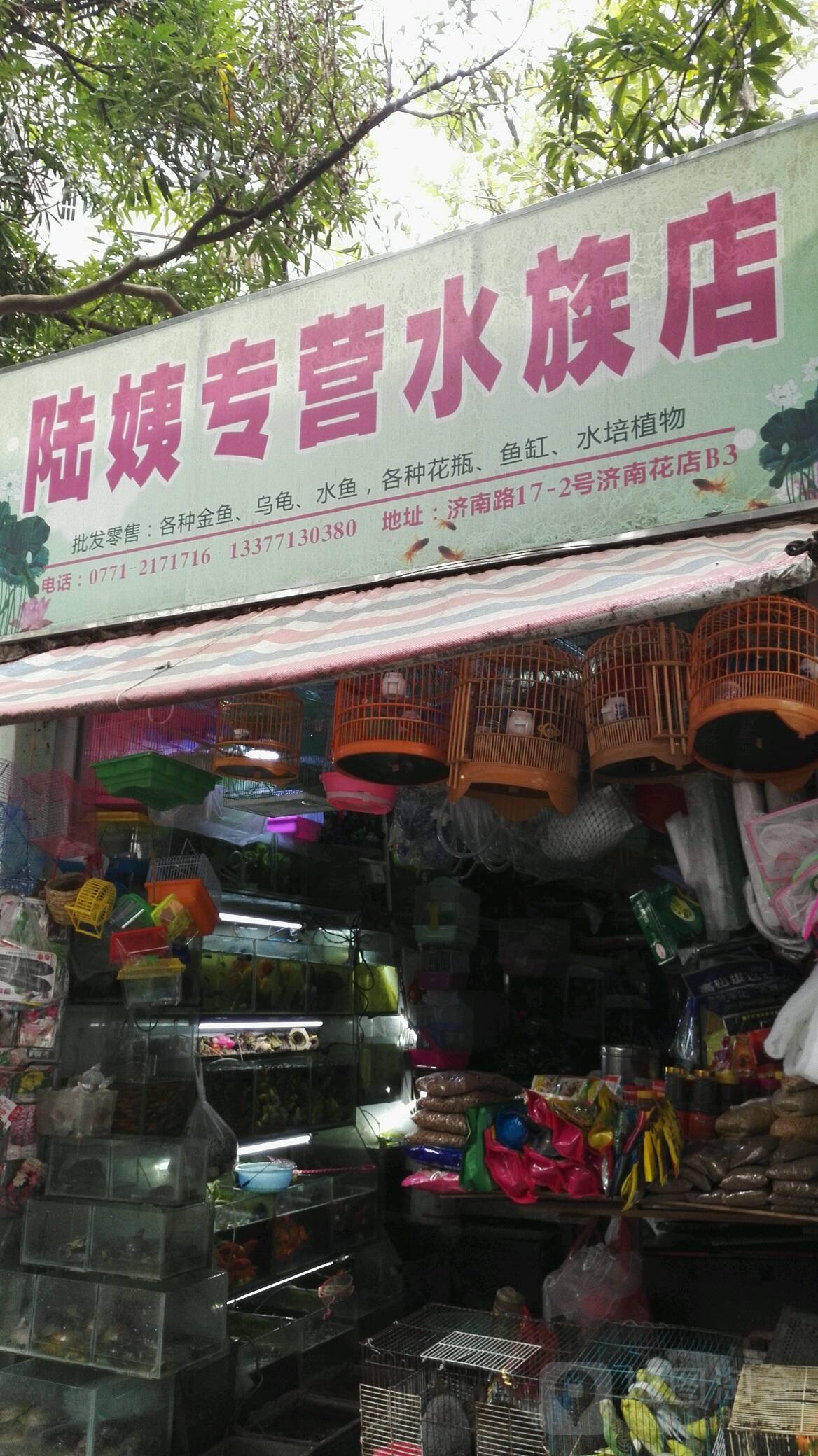 陆姨专营水族店