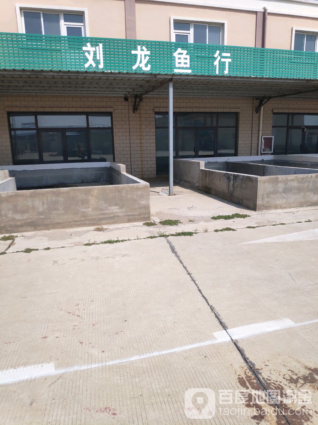 浏龙鱼行
