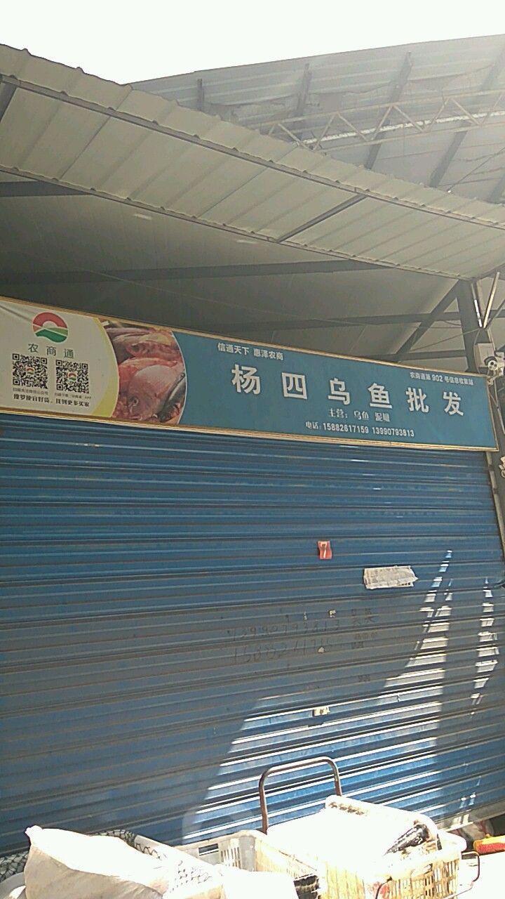 杨四乌鱼批发