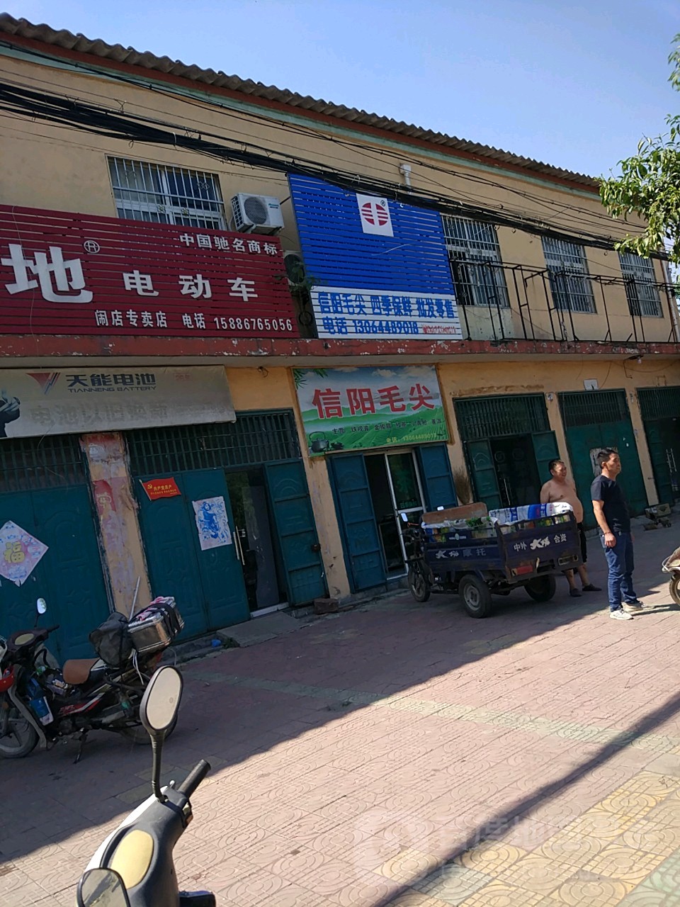 信阳毛尖