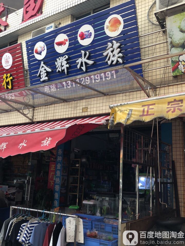 金辉水族