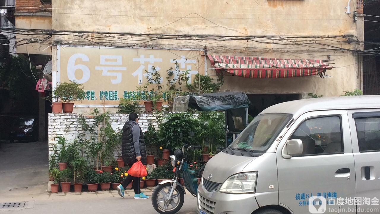 6号花卉