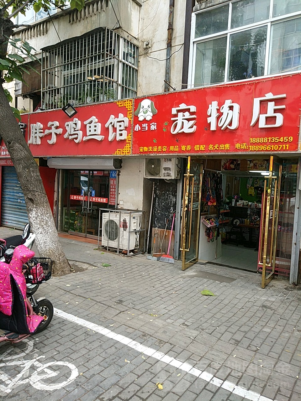 小当家宠物店