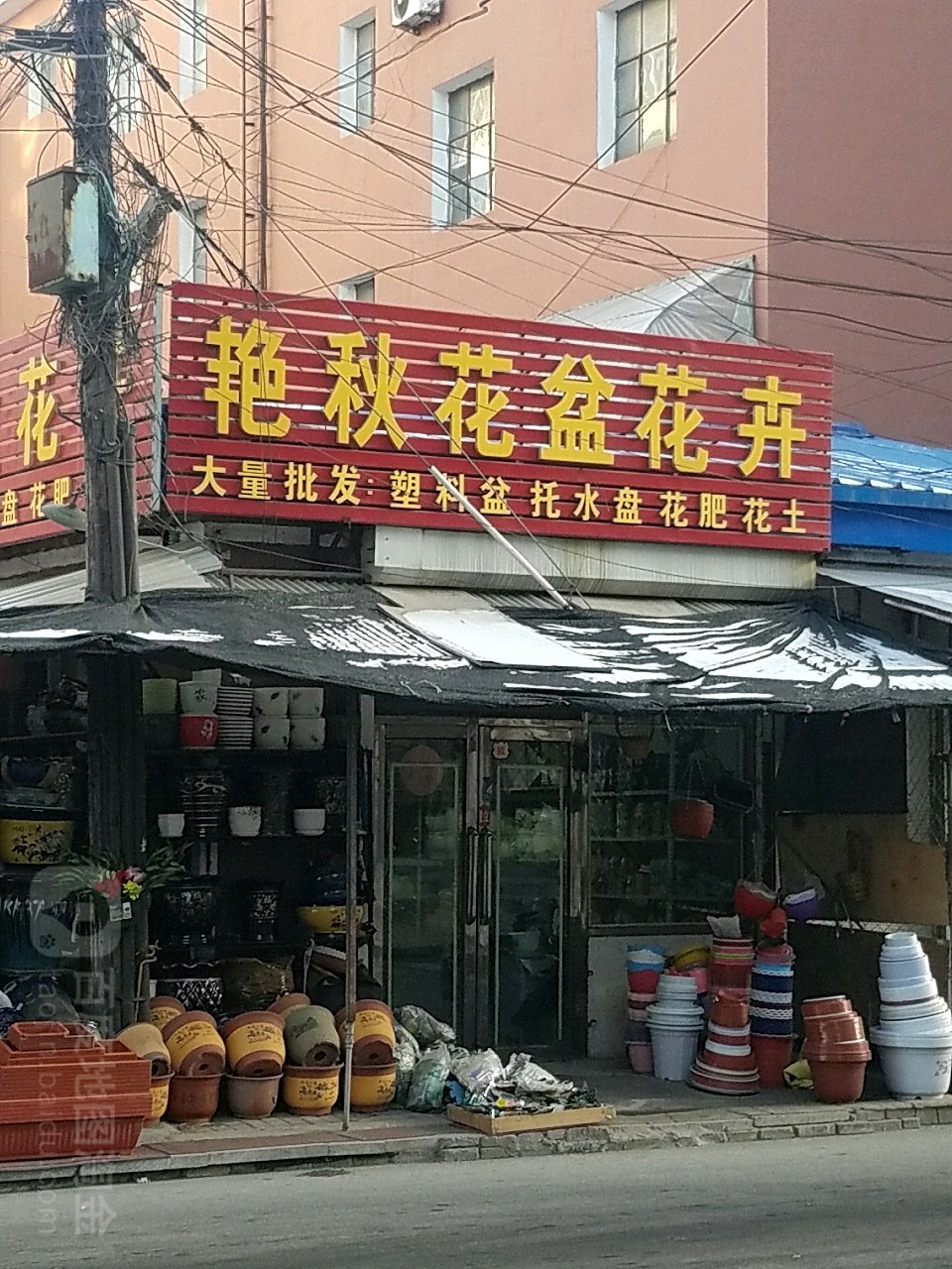 艳秋花盆花卉