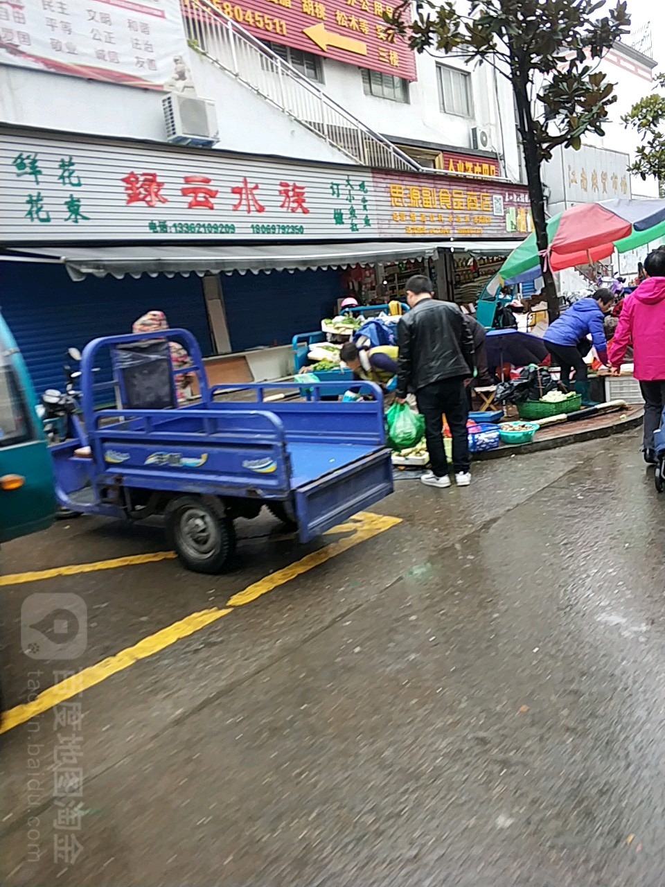 绿云水族