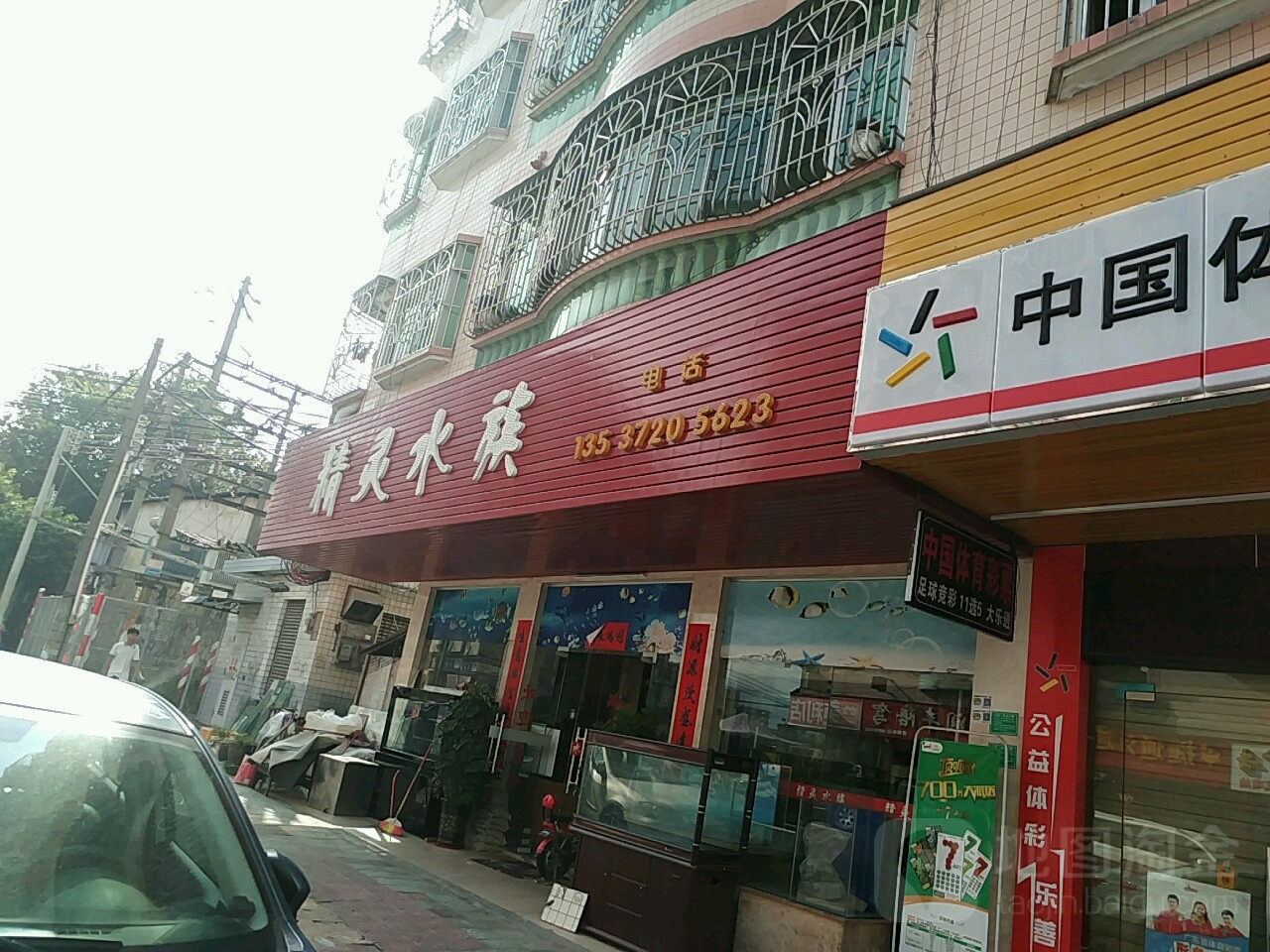 精灵水族