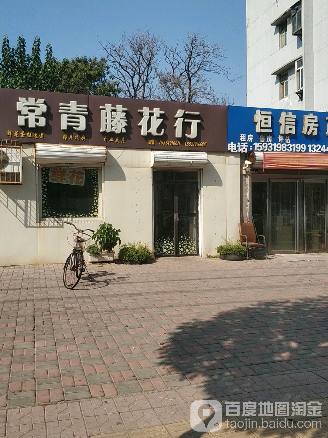 常青藤花行