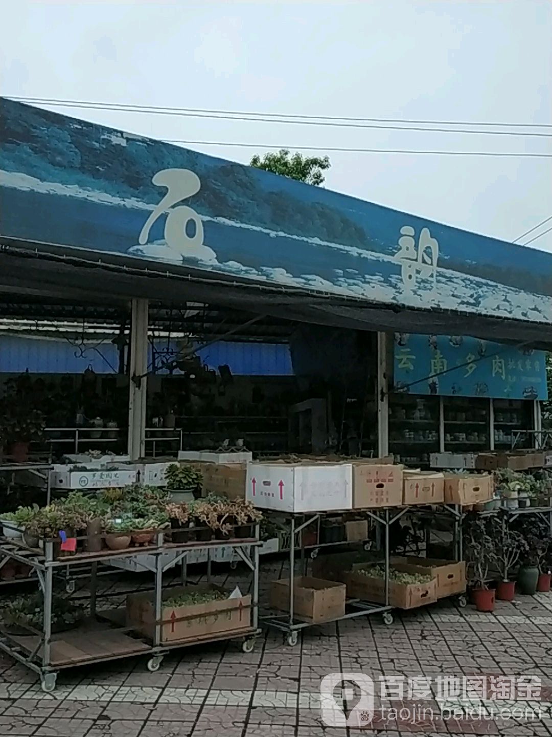 石韵多肉