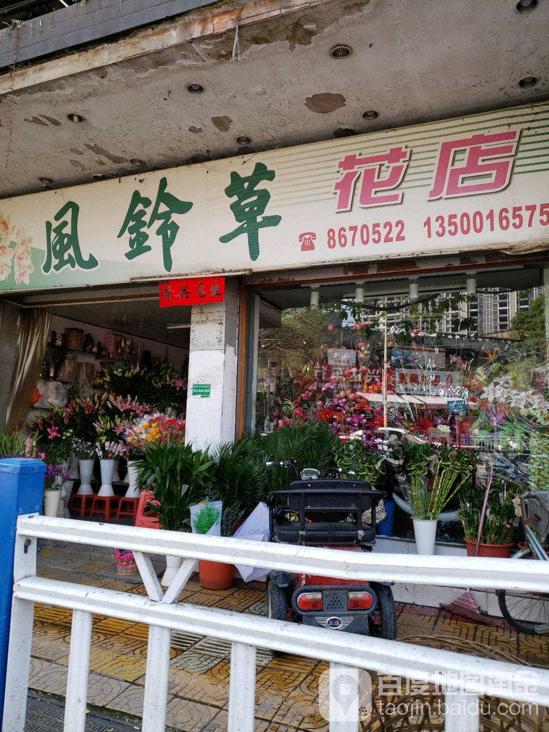 风铃草花店