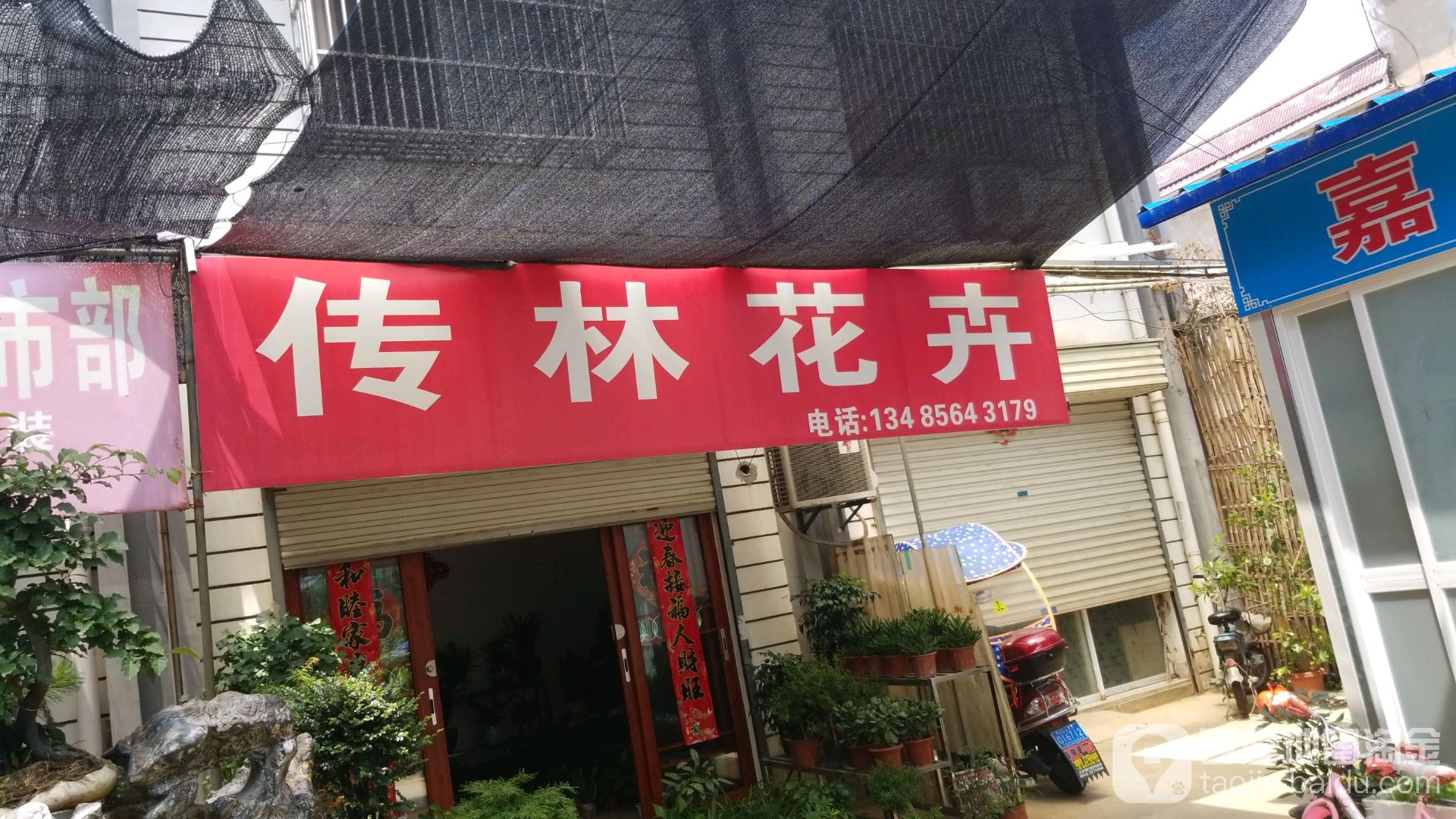 传林花鸟