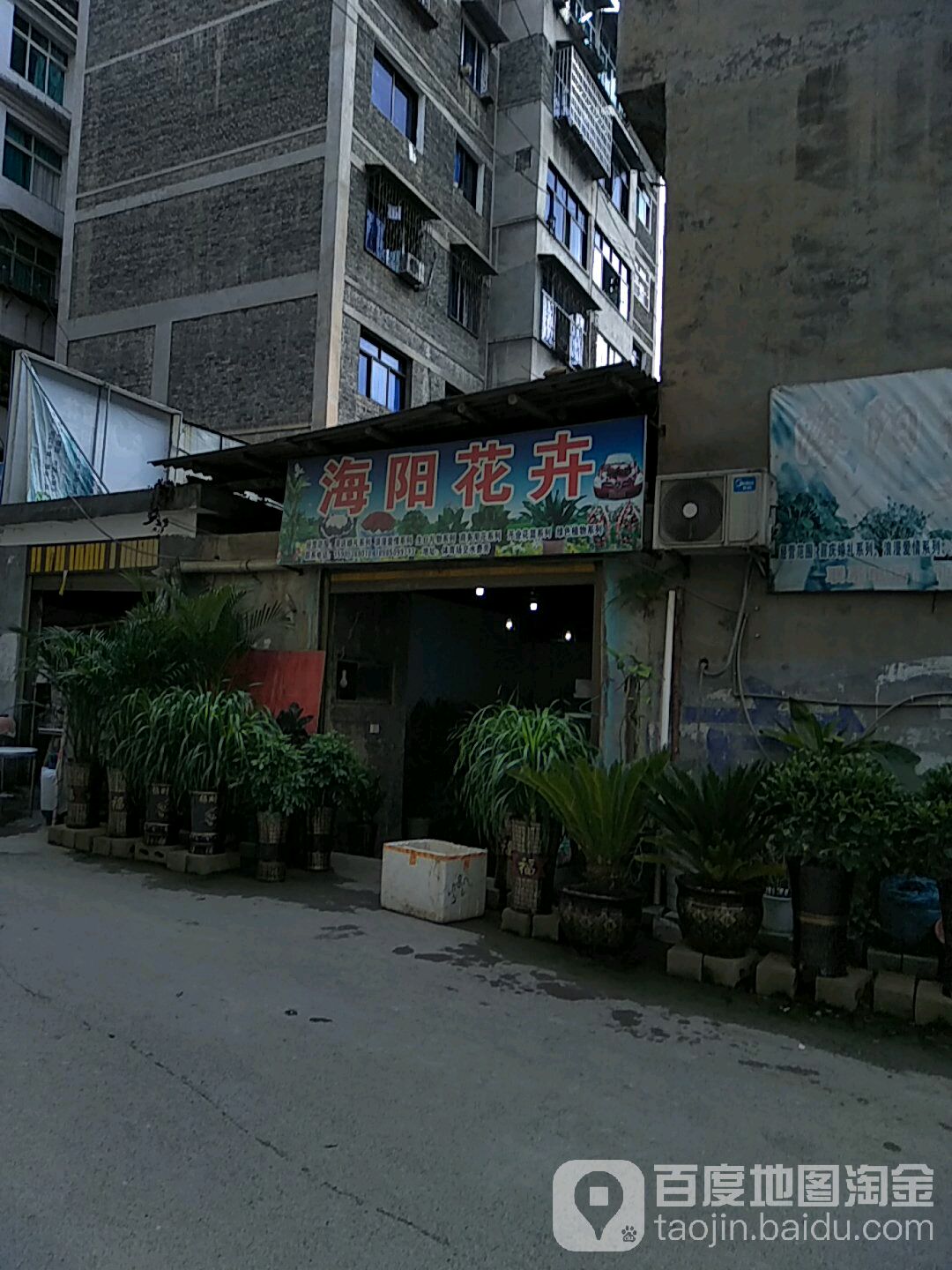 海阳花卉