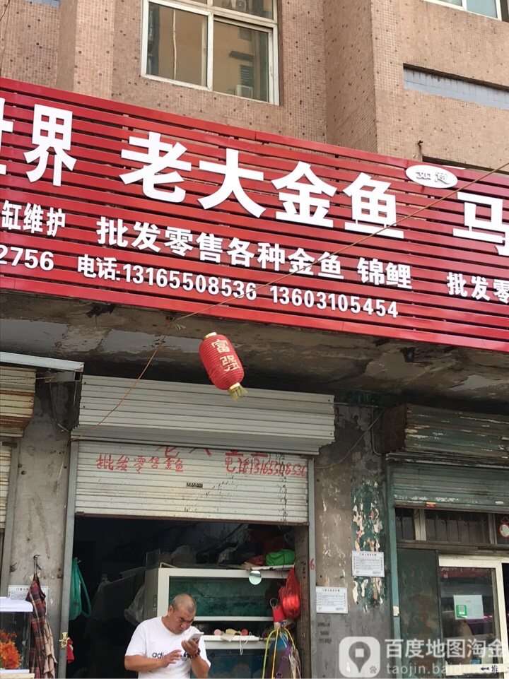 老大金鱼