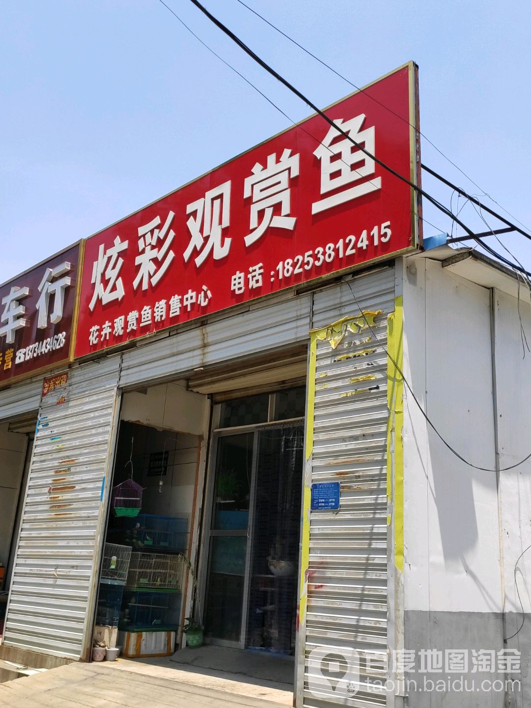 炫彩观赏鱼