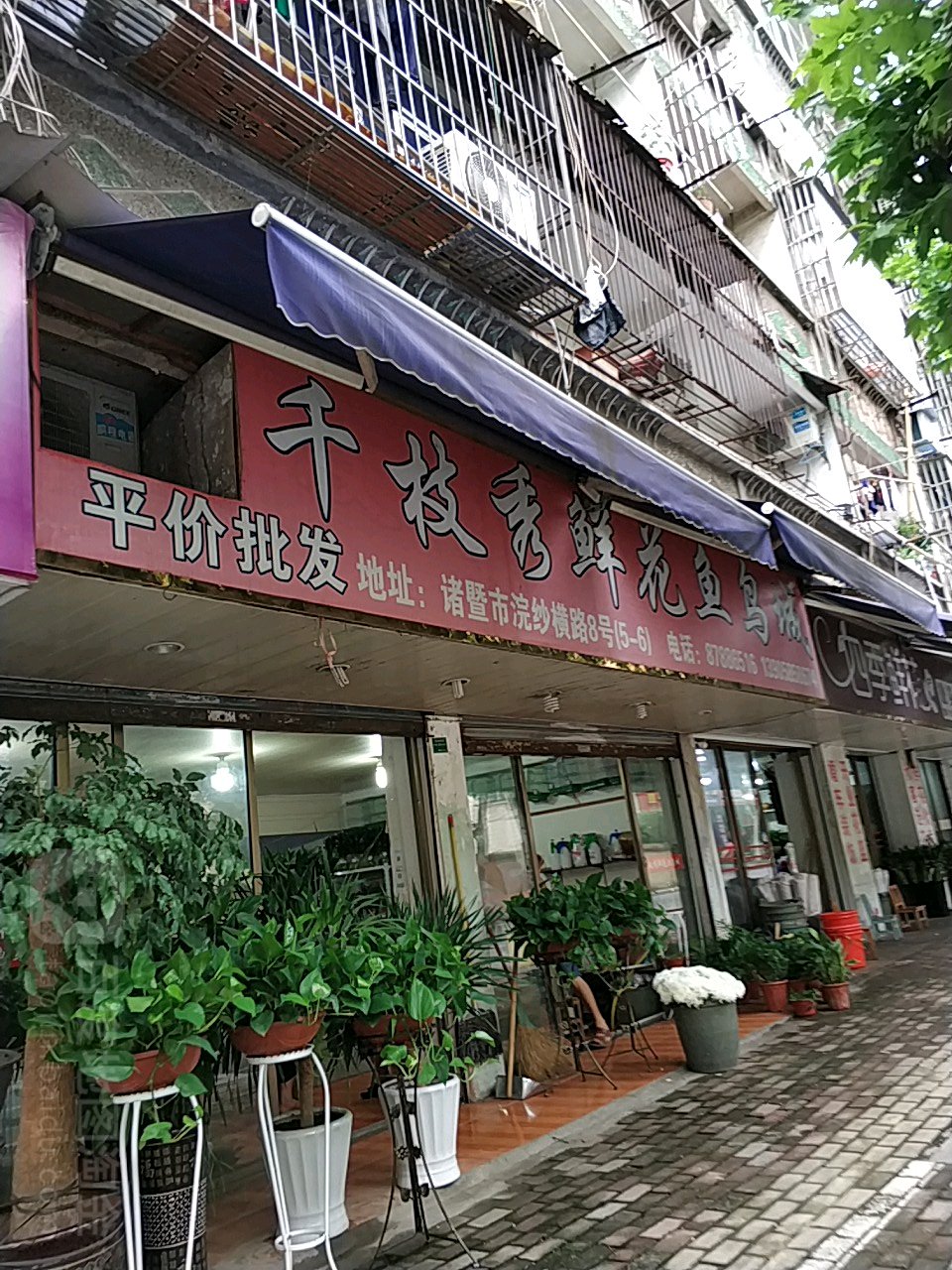 千枝秀鲜花鱼鸟城