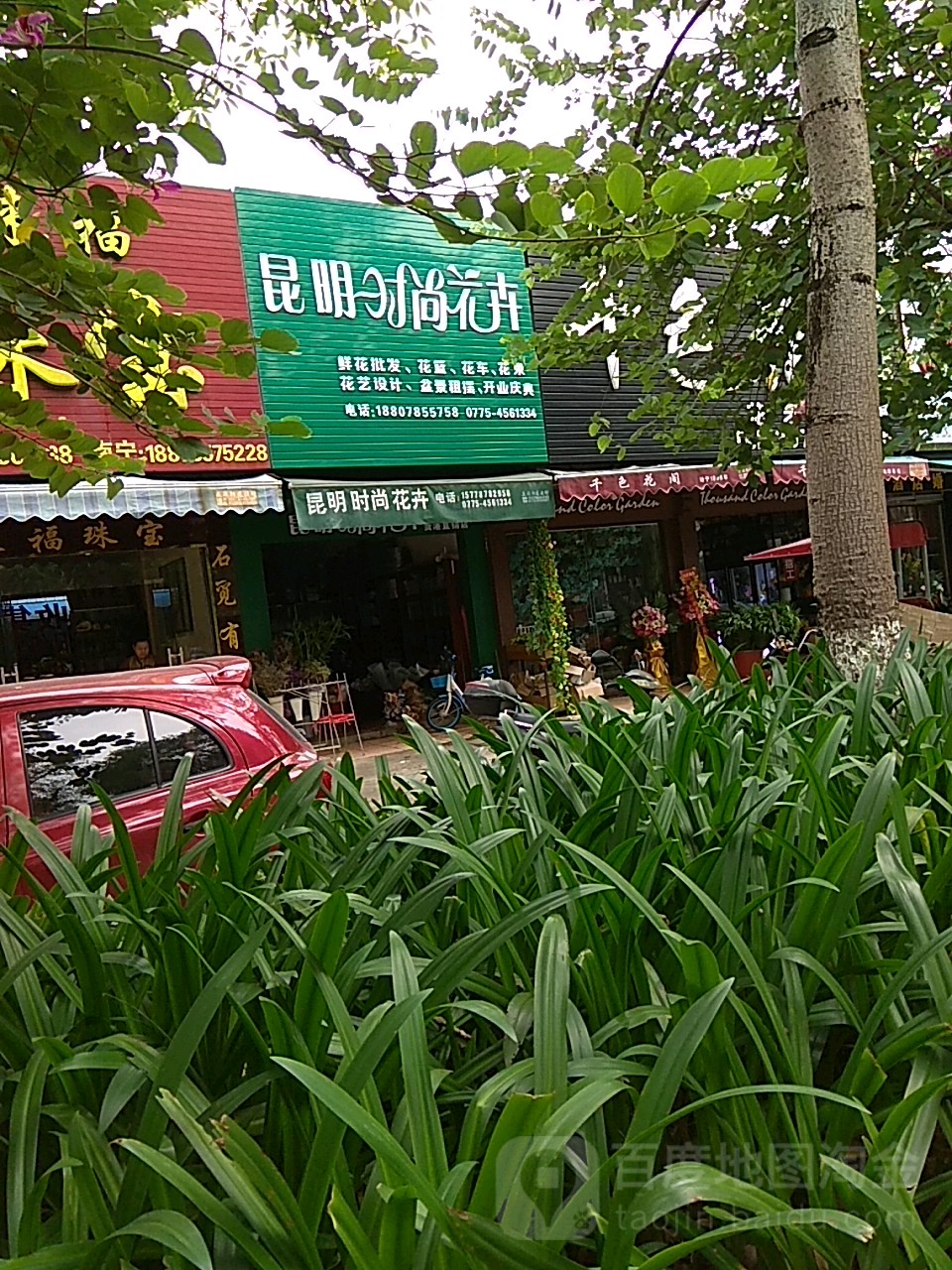 昆明时尚花卉(贵港直销店)