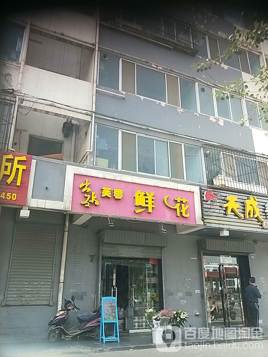 出水芙蓉鲜花