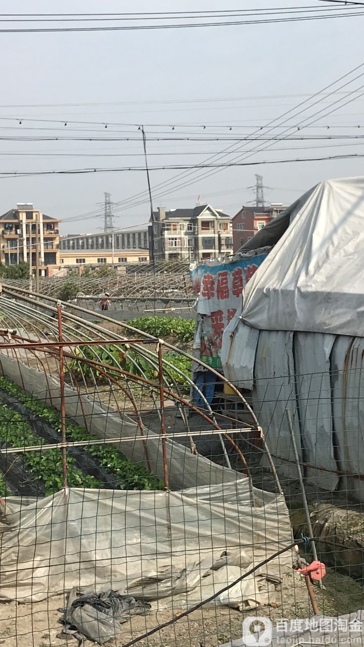 浙江省杭州市临平区崇贤街道余杭区崇贤镇大安村茭白市场