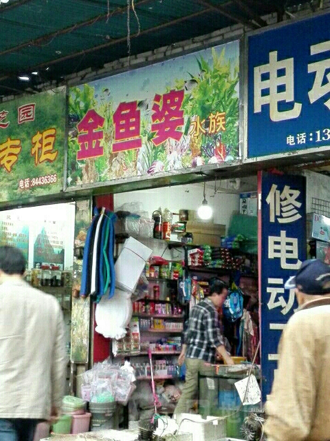 锦鱼婆水族