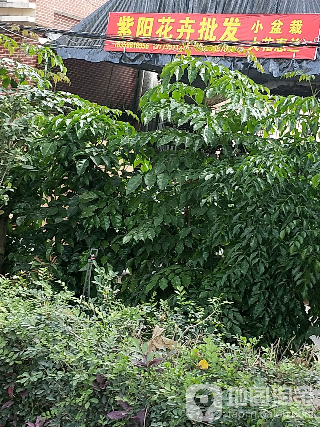 紫阳花卉批发