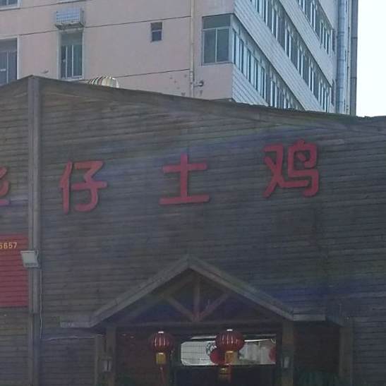 正宗华灾土鸡