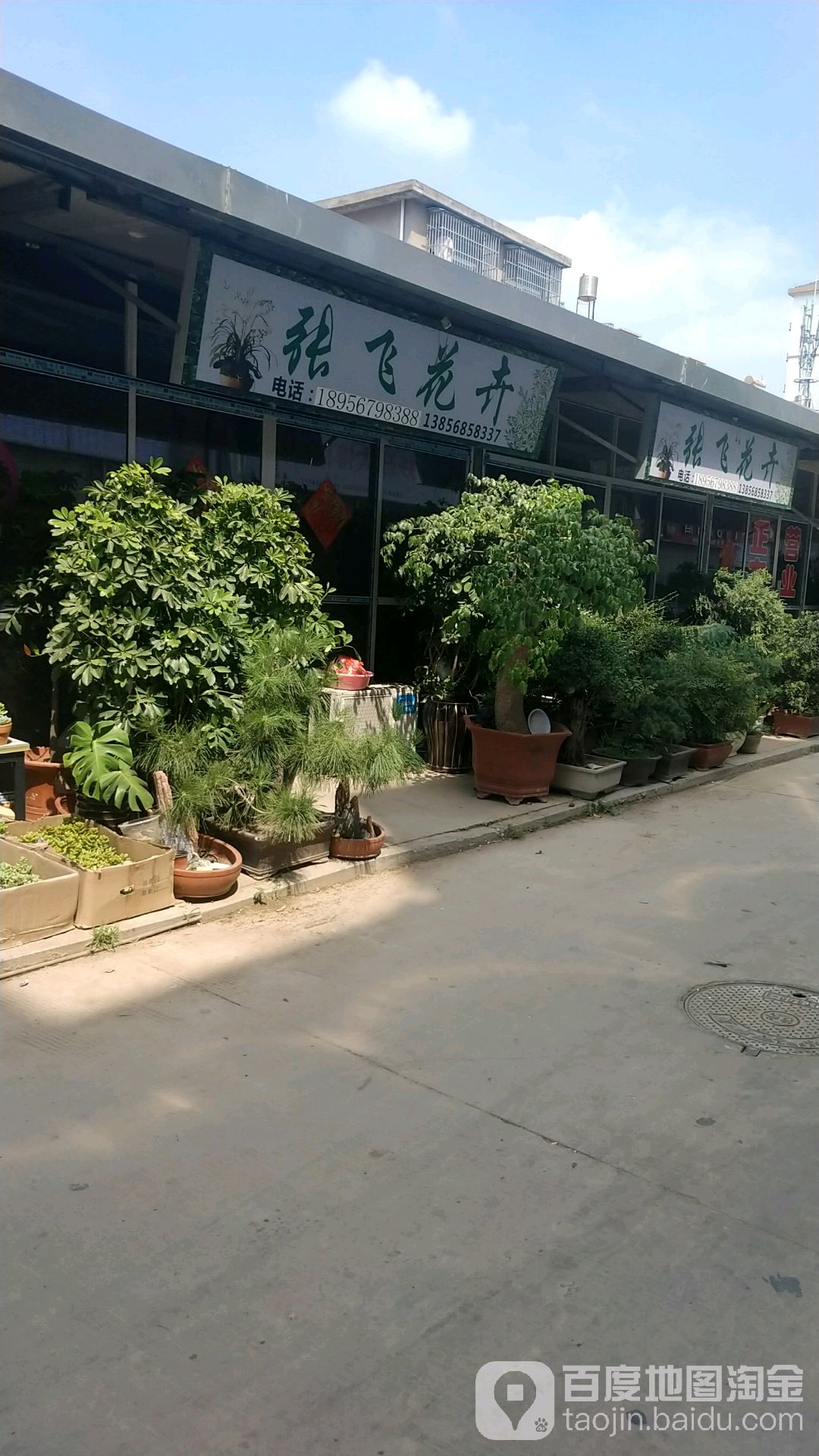 張飛花卉
