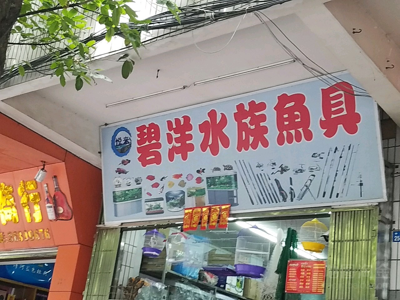 碧洋水族鱼具