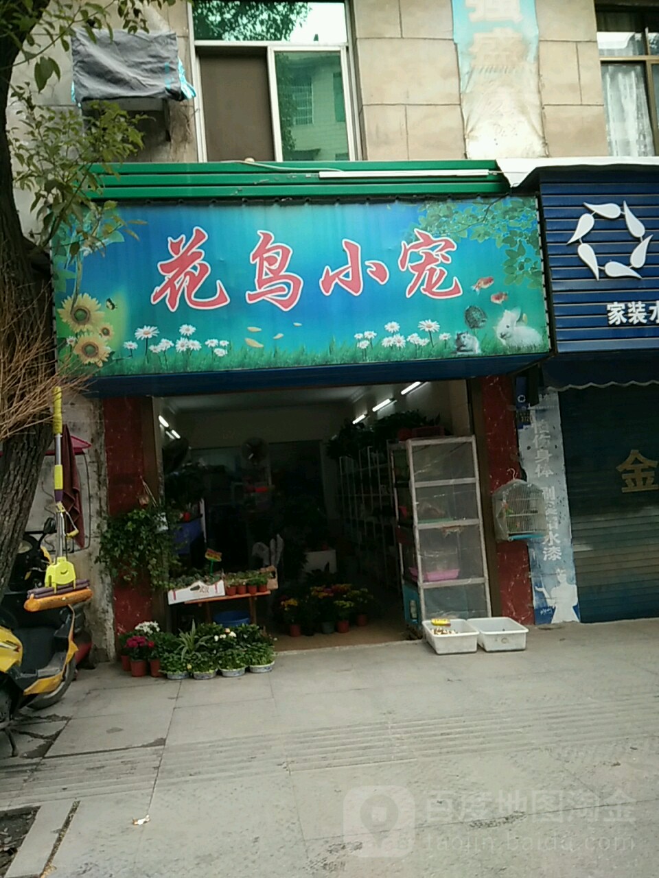花鸟小宠