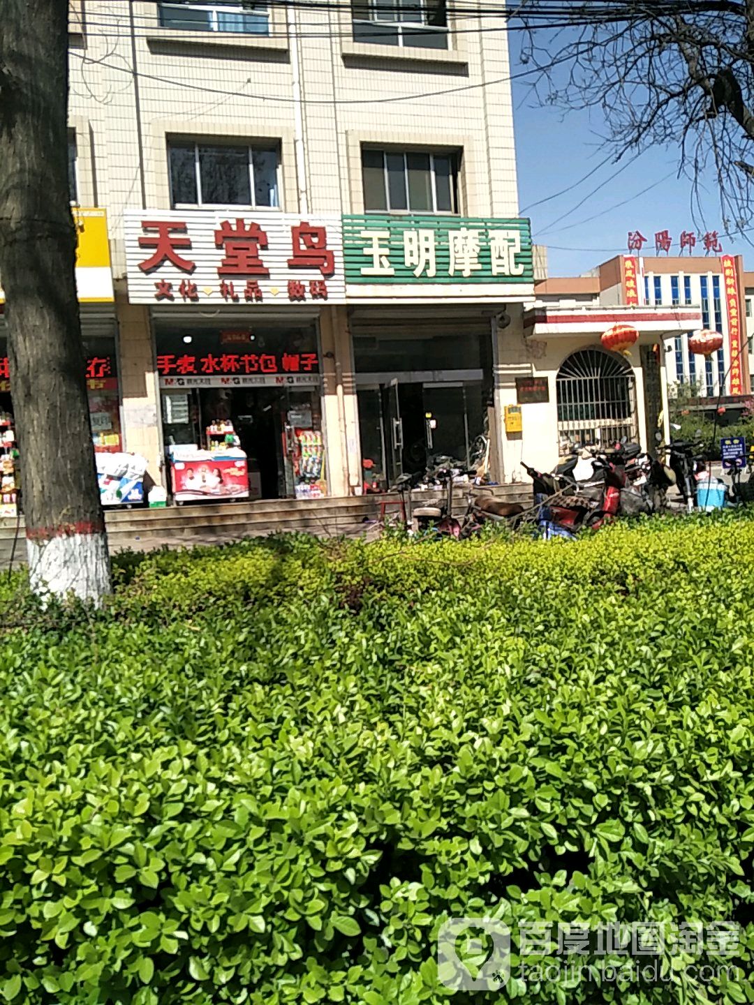 天堂鸟