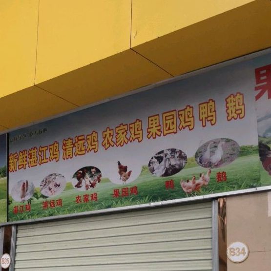 果园鸡鸭鹅鸽子