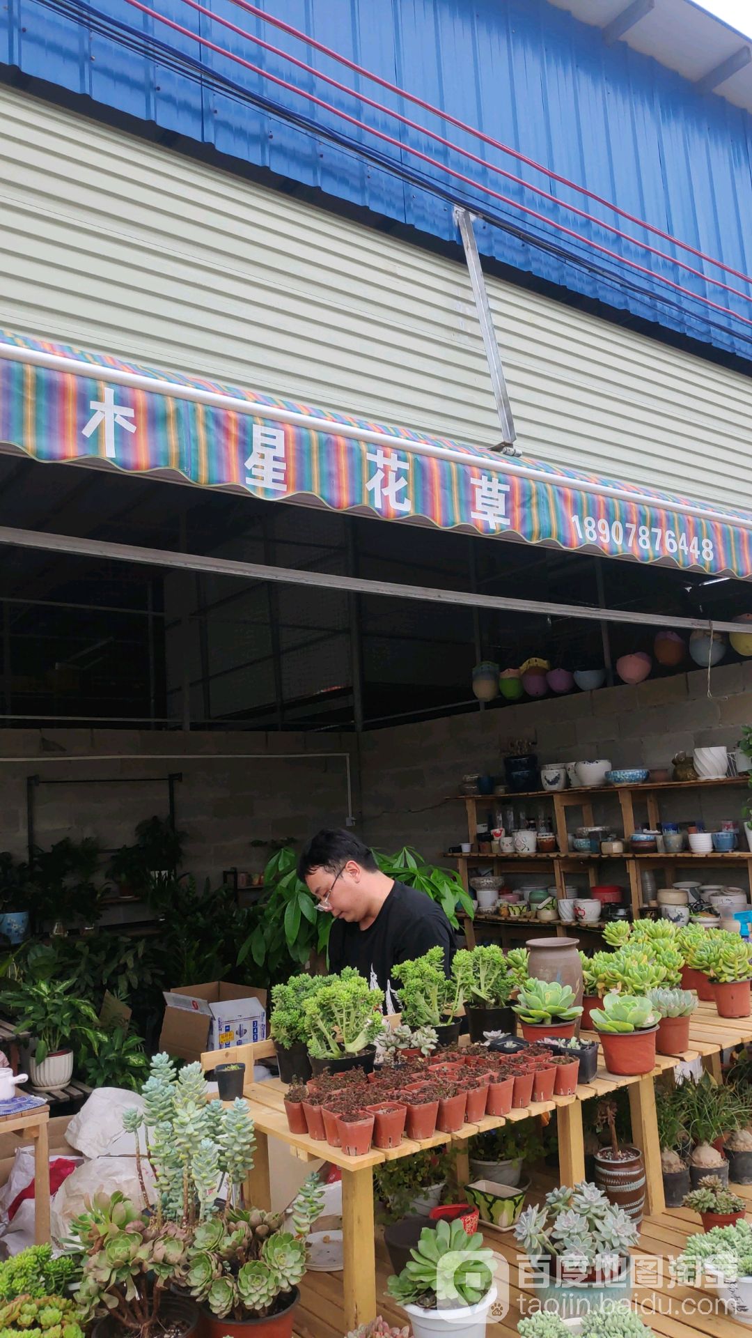 木星花草