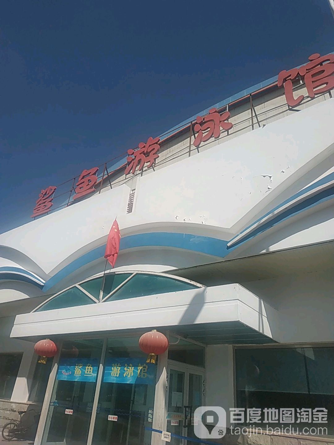 鲨鱼游泳官