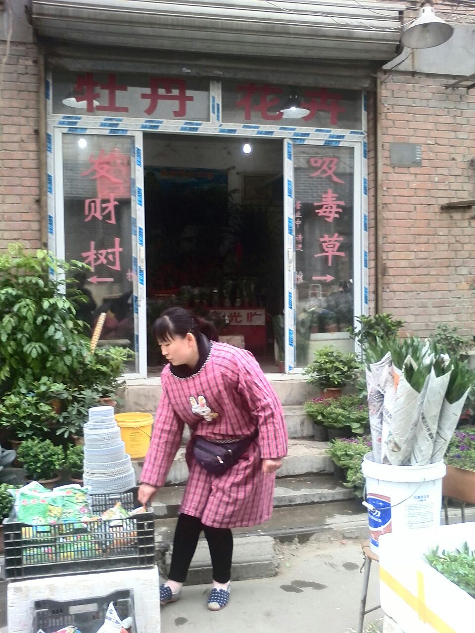 牡丹花卉