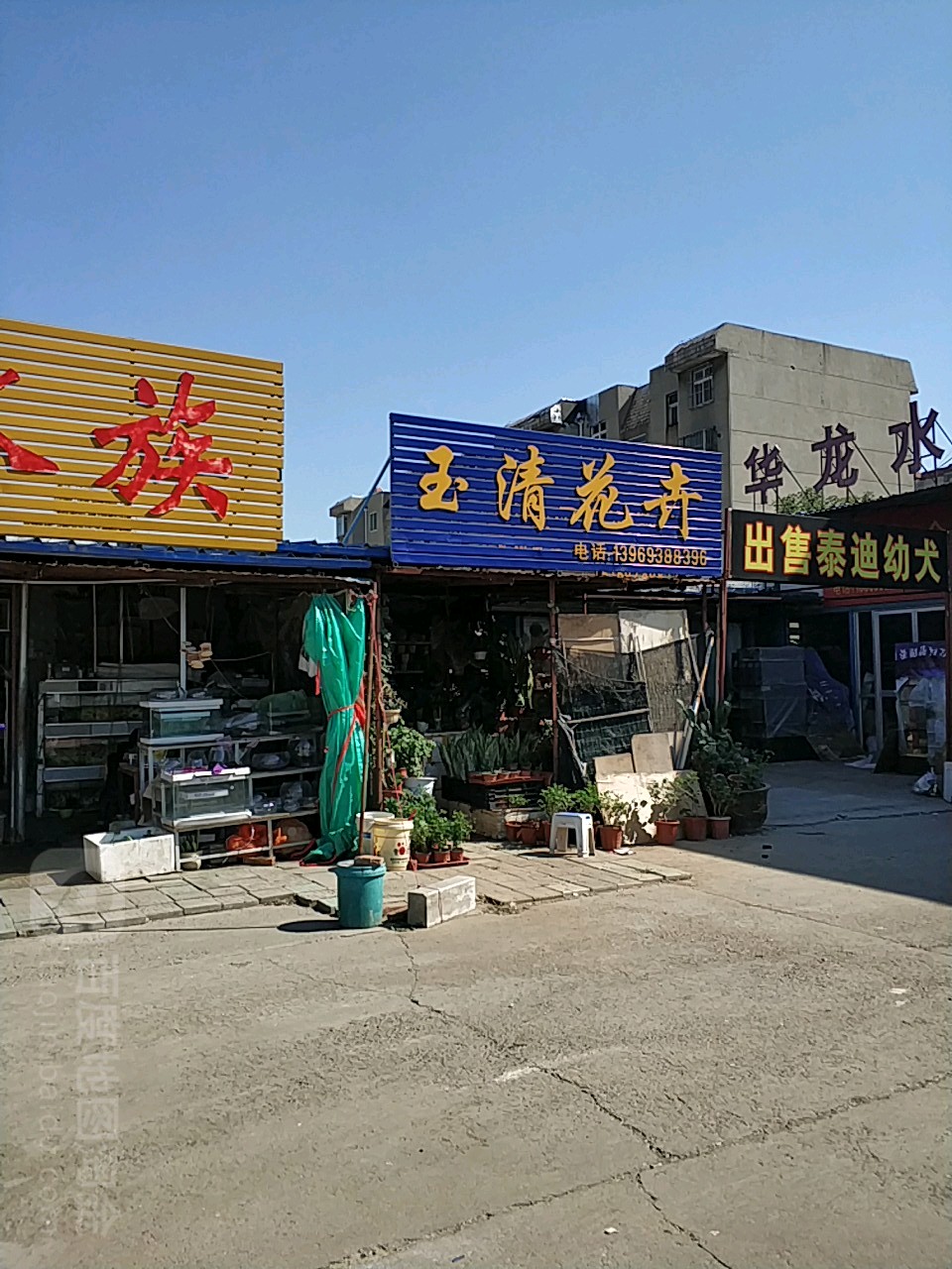 玉清花卉(鲁中宠物市场店)
